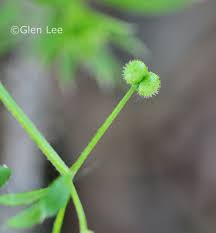 Attēlu rezultāti vaicājumam “Galium aparine fruit”