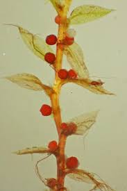 Attēlu rezultāti vaicājumam “Bryum rubens”