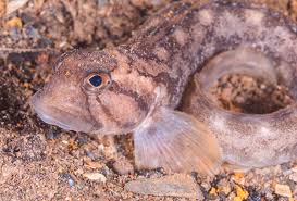 Image result for Zoarces americanus