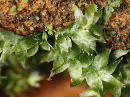 Attēlu rezultāti vaicājumam “Cephalozia bicuspidata sporophyte”