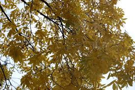 Attēlu rezultāti vaicājumam “Carya cordiformis”