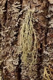 Attēlu rezultāti vaicājumam “Evernia divaricata”