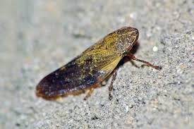 Attēlu rezultāti vaicājumam “Aphrophoridae”