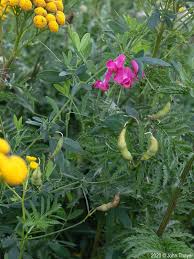Attēlu rezultāti vaicājumam “Lathyrus tuberosus”