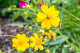 Image result for Coreopsis