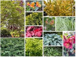 Attēlu rezultāti vaicājumam “Asarum europaeum flower”