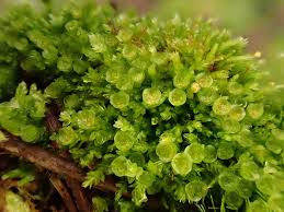 Attēlu rezultāti vaicājumam “Tetraphis pellucida”