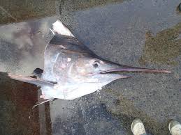 Image result for Istiompax indica