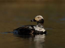 Attēlu rezultāti vaicājumam “Clangula hyemalis”