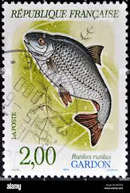 Image result for Rutilus caspicus