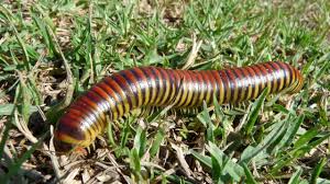 Attēlu rezultāti vaicājumam “Diplopoda”