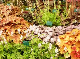 Image result for Heuchera `Swirling Fantasy`