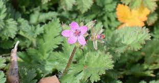 Attēlu rezultāti vaicājumam “Erodium cicutarium”