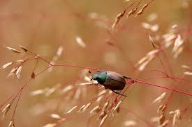 Attēlu rezultāti vaicājumam “Anomala dubia”