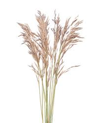 Attēlu rezultāti vaicājumam “Bromopsis inermis fruit”