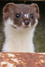 Attēlu rezultāti vaicājumam “Mustela nivalis”