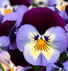 Image result for Viola wittrockiana