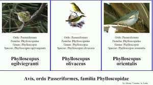 Image result for Phylloscopus orientalis
