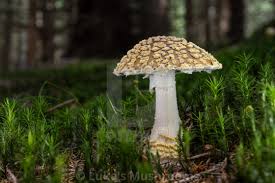 Attēlu rezultāti vaicājumam “Amanita regalis”