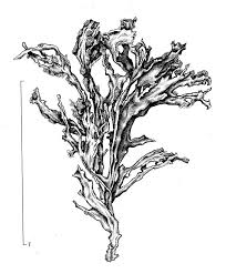 Attēlu rezultāti vaicājumam “Ramalina pollinaria”