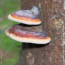 Attēlu rezultāti vaicājumam “Fomitopsis pinicola”