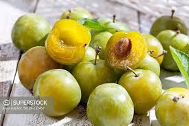 Attēlu rezultāti vaicājumam “Prunus domestica subsp. domestica”