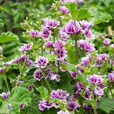 Image result for Malva sylvestris
