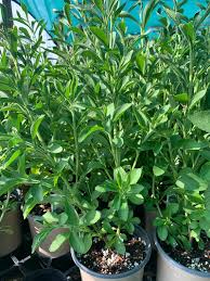 Image result for Stevia rebaudiana