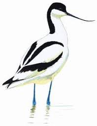 Image result for Recurvirostra avosetta