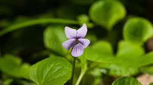 Attēlu rezultāti vaicājumam “Viola reichenbachiana flower”