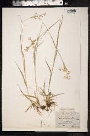 Attēlu rezultāti vaicājumam “Luzula luzuloides fruit”