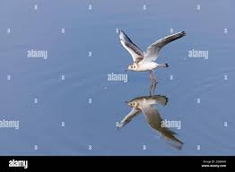 Attēlu rezultāti vaicājumam “Larus ridibundus juvenile”