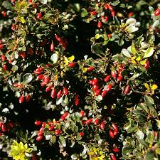 Attēlu rezultāti vaicājumam “Berberis thunbergii fruit”