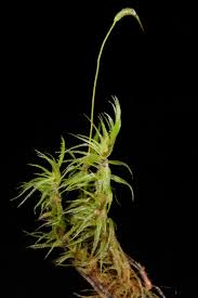 Attēlu rezultāti vaicājumam “Dicranum polysetum sporophyte”