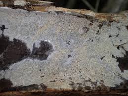 Attēlu rezultāti vaicājumam “Skeletocutis carneogrisea”