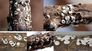 Attēlu rezultāti vaicājumam “Diderma montanum var. album”