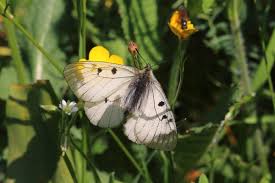 Attēlu rezultāti vaicājumam “Parnassius mnemosyne underside”