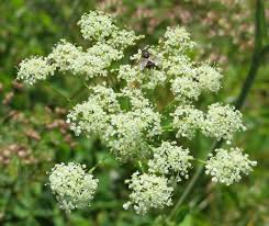 Attēlu rezultāti vaicājumam “Laserpitium latifolium leaf”