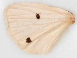 Attēlu rezultāti vaicājumam “Spilosoma lutea larva”