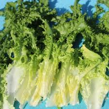 Image result for Endivie