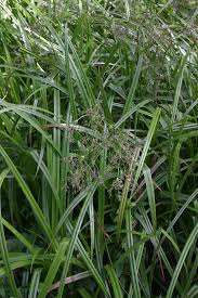 Attēlu rezultāti vaicājumam “Scirpus sylvaticus”