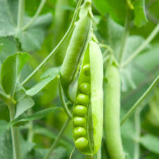 Attēlu rezultāti vaicājumam “Pisum sativum”