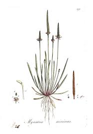 Attēlu rezultāti vaicājumam “Myosurus minimus flower”