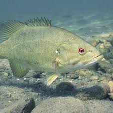 Image result for Micropterus dolomieu