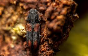 Attēlu rezultāti vaicājumam “Bitoma crenata”