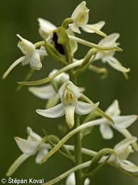 Attēlu rezultāti vaicājumam “Platanthera bifolia flower”