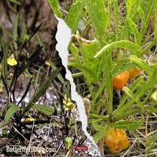 Attēlu rezultāti vaicājumam “Poa angustifolia fruit”