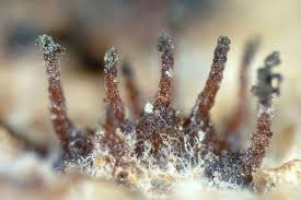 Attēlu rezultāti vaicājumam “Melanospora lagenaria”