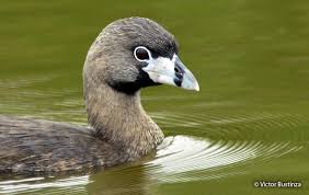 Image result for Podilymbus podiceps