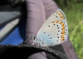 Attēlu rezultāti vaicājumam “Plebejus argyrognomon”